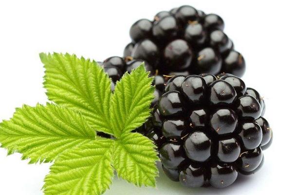 2018種黑莓賺錢嗎？黑莓種植的利潤與投資成本及前景預測