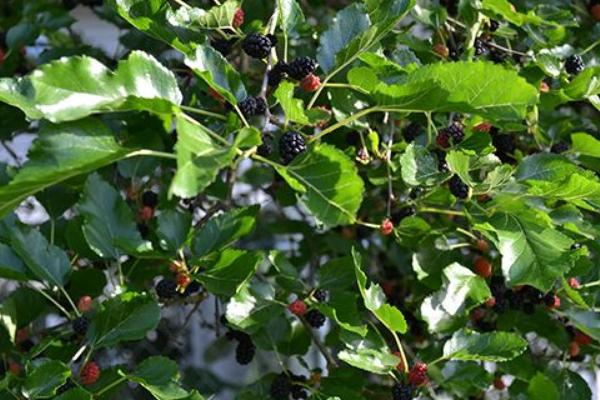2018種黑莓賺錢嗎？黑莓種植的利潤與投資成本及前景預測