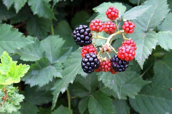 2018種黑莓賺錢嗎？黑莓種植的利潤與投資成本及前景預測
