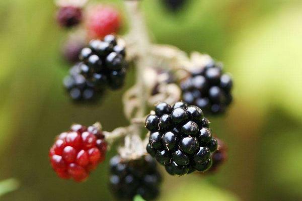 2018種黑莓賺錢嗎？黑莓種植的利潤與投資成本及前景預測