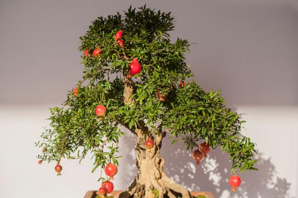 室內石榴樹盆栽怎么養