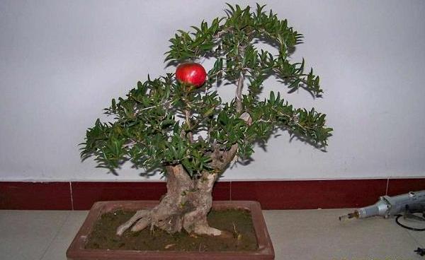 室內石榴樹盆栽怎么養