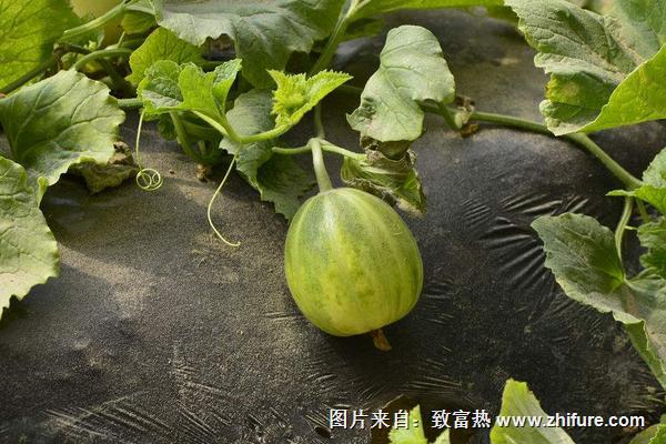 2018種香瓜賺錢嗎？香瓜種植的利潤與投資成本及前景預測