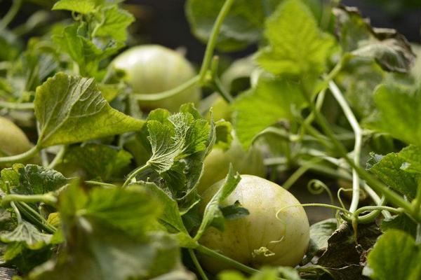 2018種香瓜賺錢嗎？香瓜種植的利潤與投資成本及前景預測