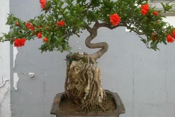 室內石榴樹盆栽怎么養