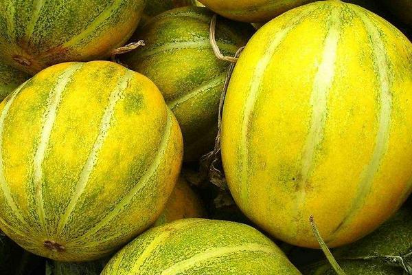 2018種香瓜賺錢嗎？香瓜種植的利潤與投資成本及前景預測