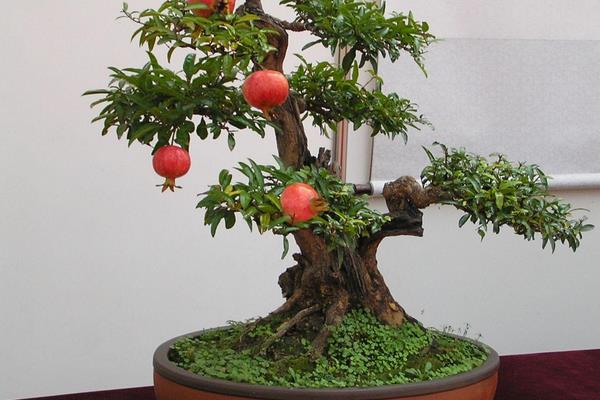 室內石榴樹盆栽怎么養