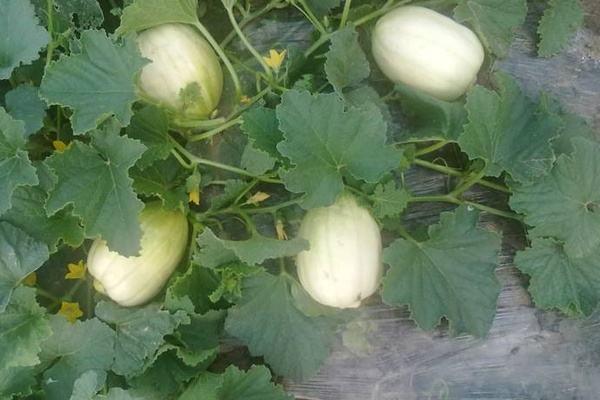 2018種香瓜賺錢嗎？香瓜種植的利潤與投資成本及前景預測