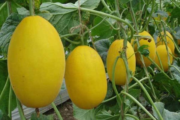 2018種香瓜賺錢嗎？香瓜種植的利潤與投資成本及前景預測