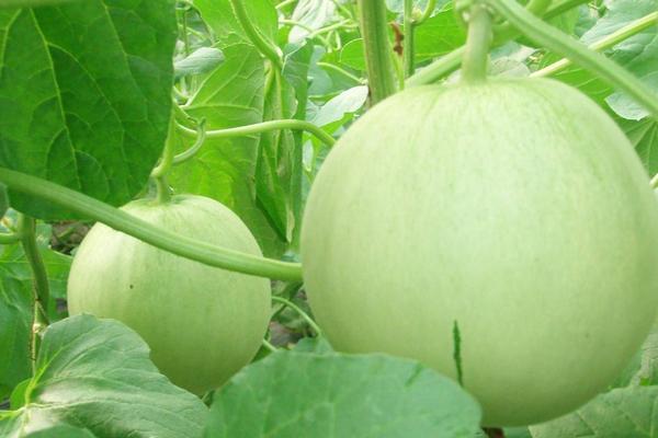 2018種香瓜賺錢嗎？香瓜種植的利潤與投資成本及前景預測