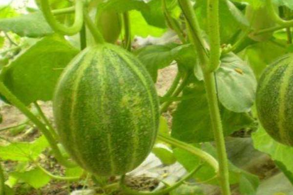 2018種香瓜賺錢嗎？香瓜種植的利潤與投資成本及前景預測