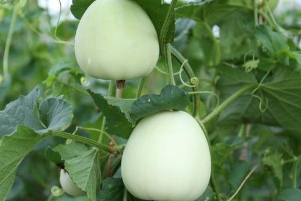 2018種香瓜賺錢嗎？香瓜種植的利潤與投資成本及前景預測