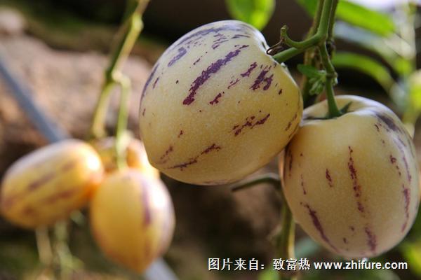 2018種人參果賺錢嗎？人參果種植的利潤與投資成本及前景預測