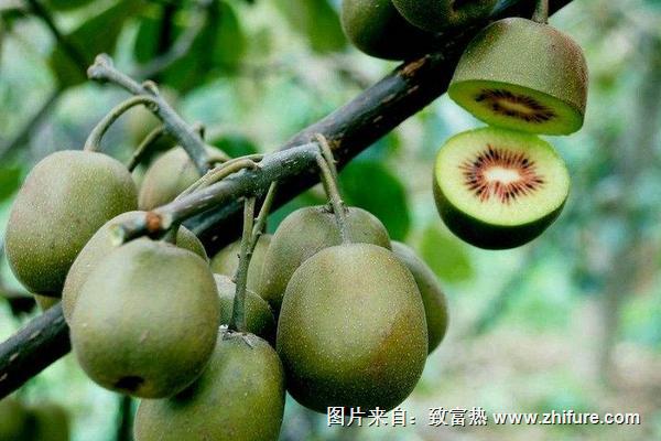 2018種獼猴桃賺錢嗎?獼猴桃種植的利潤與投資成本及前景預測