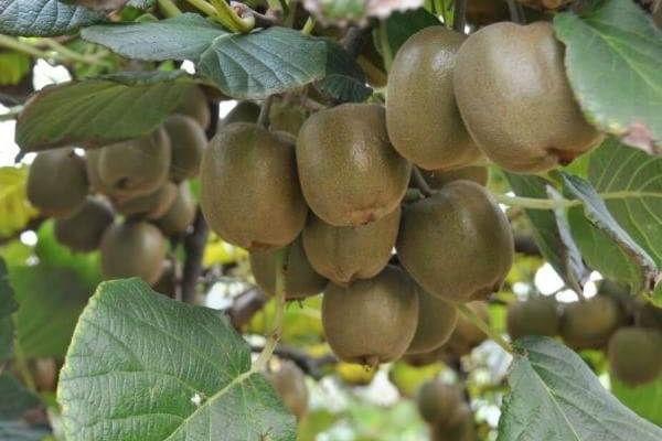 2018種獼猴桃賺錢嗎？獼猴桃種植的利潤與投資成本及前景預測