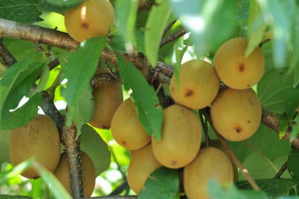 2018種獼猴桃賺錢嗎？獼猴桃種植的利潤與投資成本及前景預測