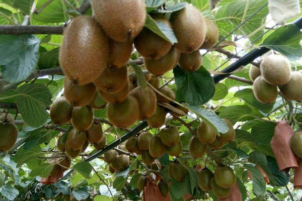 2018種獼猴桃賺錢嗎？獼猴桃種植的利潤與投資成本及前景預測