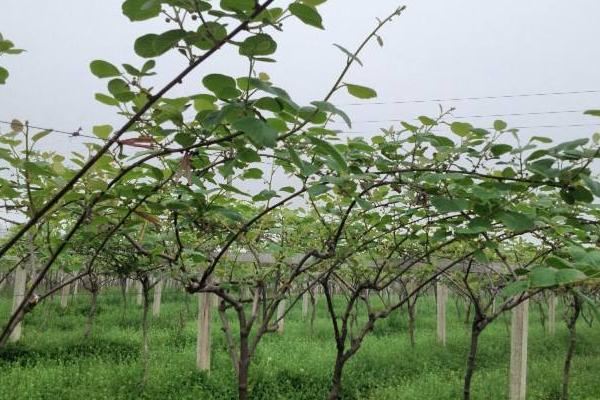 2018種獼猴桃賺錢嗎？獼猴桃種植的利潤與投資成本及前景預測