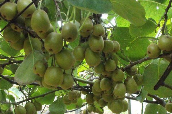 2018種獼猴桃賺錢嗎？獼猴桃種植的利潤與投資成本及前景預測