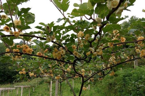 2018種獼猴桃賺錢嗎？獼猴桃種植的利潤與投資成本及前景預測