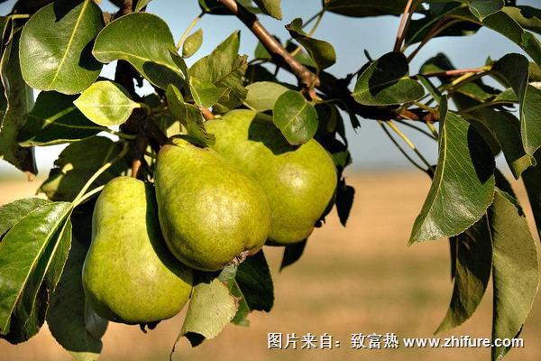 2018種梨樹賺錢嗎？梨樹種植的利潤與投資成本及前景預測