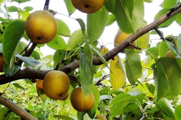 2018種梨樹賺錢嗎？梨樹種植的利潤與投資成本及前景預測