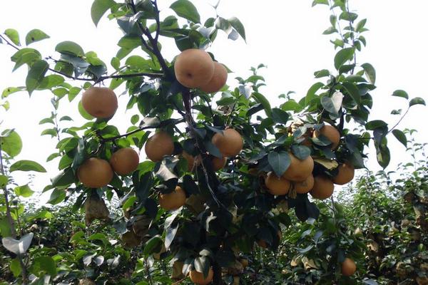 2018種梨樹賺錢嗎？梨樹種植的利潤與投資成本及前景預測