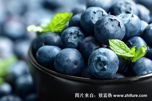 2018種藍莓賺錢嗎？藍莓種植的利潤與投資成本及前景預測