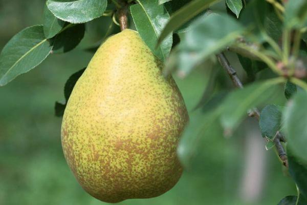 2018種梨樹賺錢嗎？梨樹種植的利潤與投資成本及前景預測