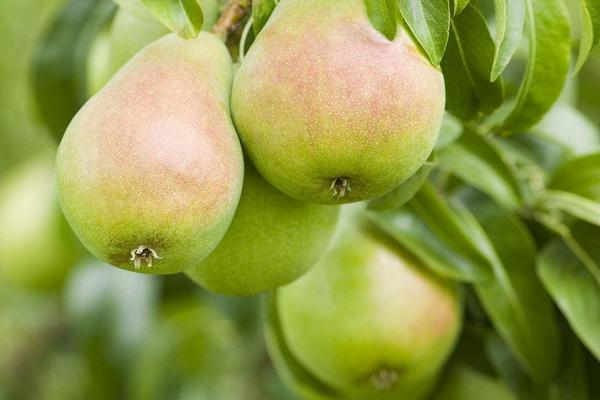 2018種梨樹賺錢嗎？梨樹種植的利潤與投資成本及前景預測