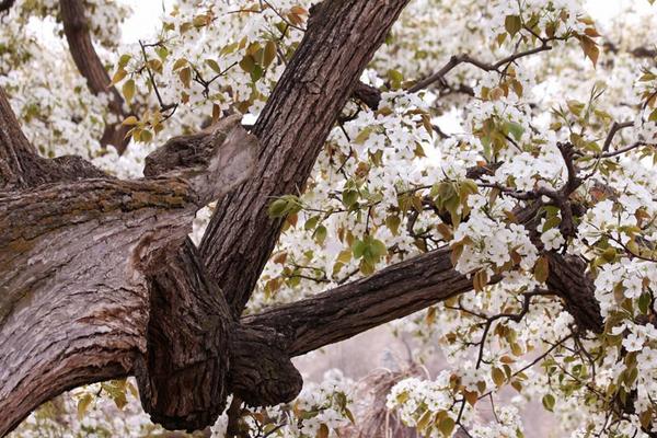 2018種梨樹賺錢嗎？梨樹種植的利潤與投資成本及前景預測