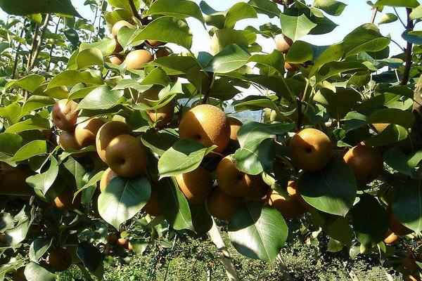 2018種梨樹賺錢嗎？梨樹種植的利潤與投資成本及前景預測