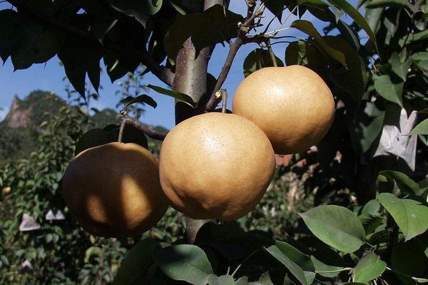 2018種梨樹賺錢嗎？梨樹種植的利潤與投資成本及前景預測