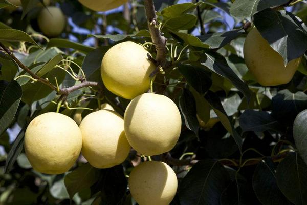 2018種梨樹賺錢嗎？梨樹種植的利潤與投資成本及前景預測