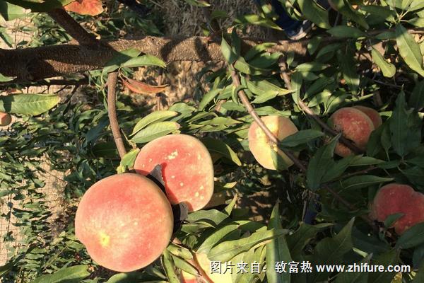 桃樹炭疽病防治方法