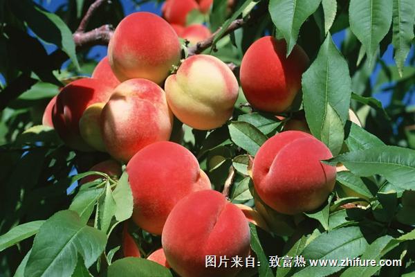 桃子什么季節成熟