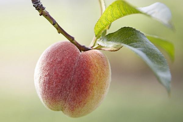 桃子是涼性還是熱性