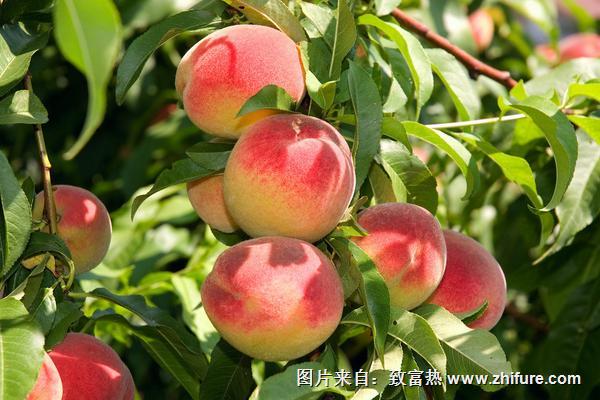 桃子不能與什么同吃