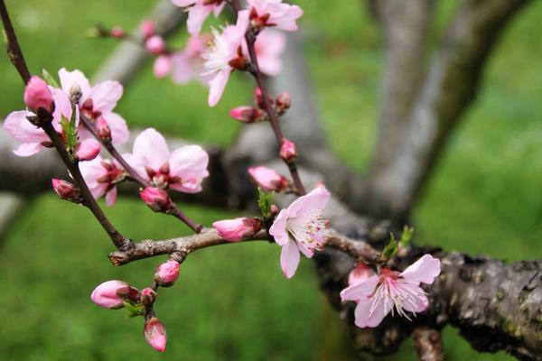桃樹什么時候開花