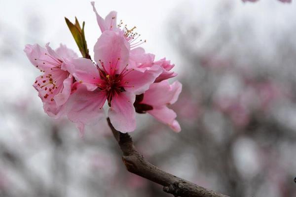 桃樹什么時候開花
