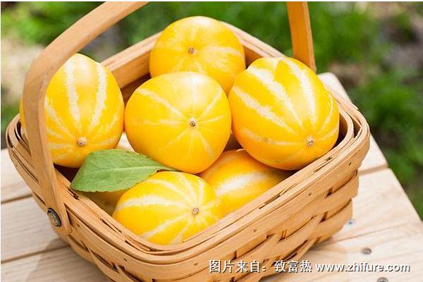 2018種甜瓜賺錢嗎？甜瓜種植的利潤與投資成本及前景預測