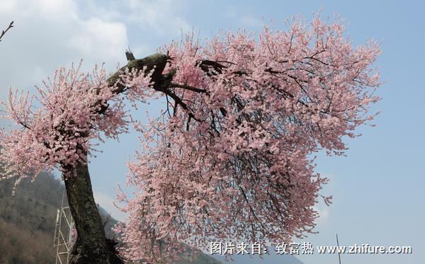 家里種桃樹好不好