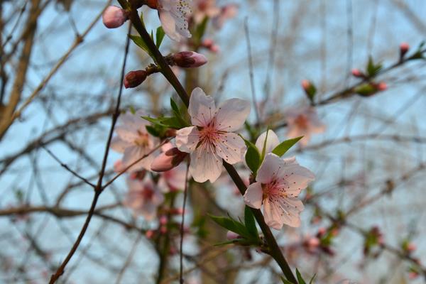 桃樹什么時候開花