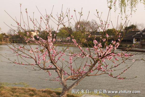 桃樹褐腐病防治方法