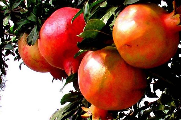 軟籽石榴的功效與作用及禁忌