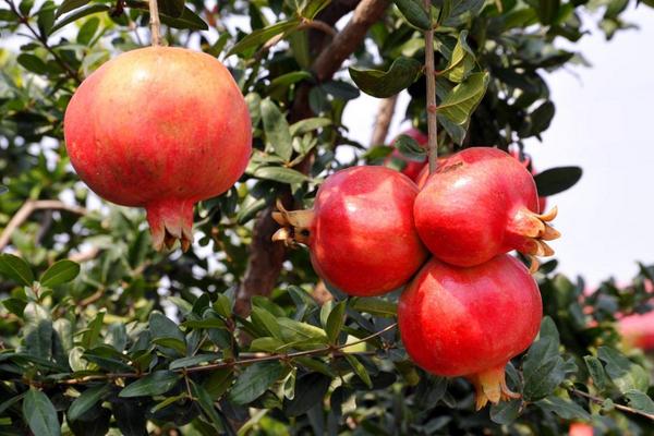 軟籽石榴的功效與作用及禁忌