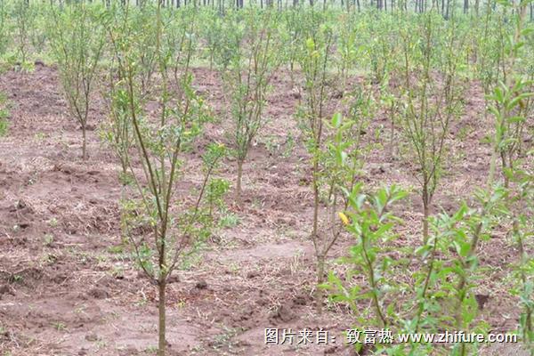 軟籽石榴樹苗價格多少錢一棵