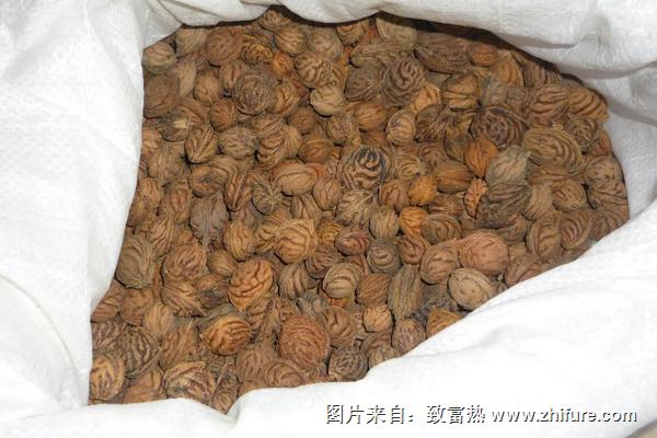 桃樹種子價格多少錢一斤