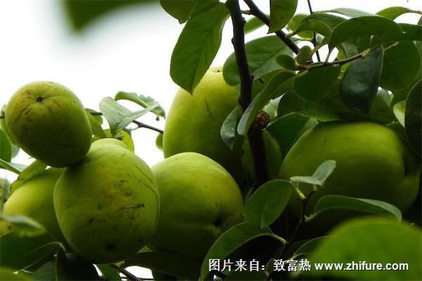 木瓜海棠果的功效與作用及禁忌