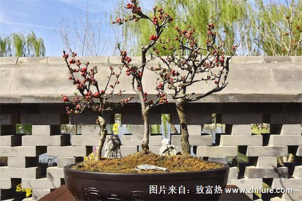 木瓜海棠盆景圖片大全